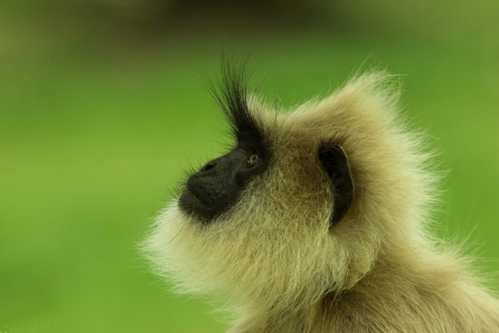 Gray Langur