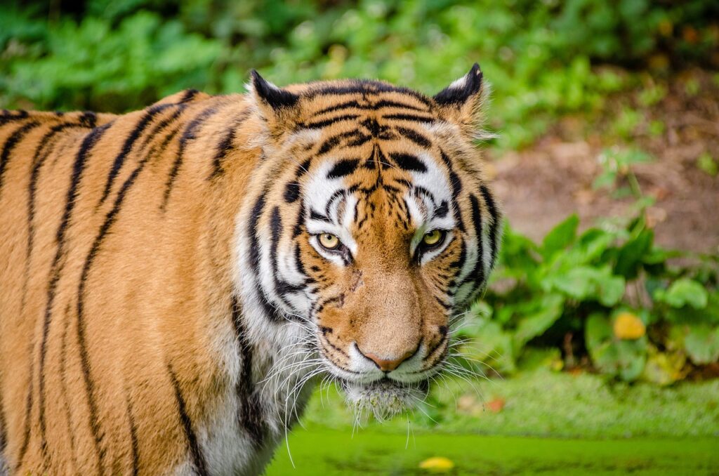 Tadoba Tiger Trails